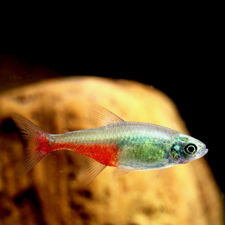 Aphyocharax rathbuni   Roodvinzalm M